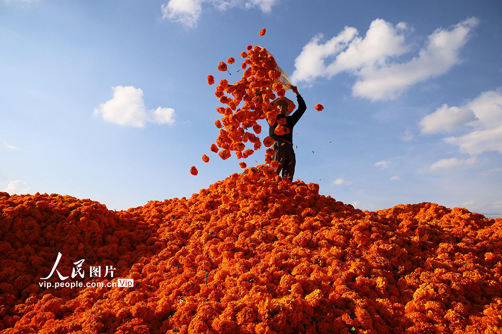 贵州威宁：万亩菊花助农增收